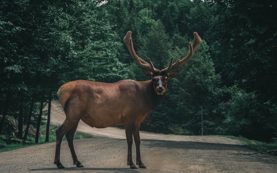 large deer standing in middle of rural road, deer crossing warning for Franklin TN drivers, wildlife on Tennessee back roads, rutting season deer on Highway 96 and 431, risk of deer collisions in Williamson County, Ford driver defensive driving tips, slow down after dark for deer, fall deer migration near Franklin neighborhoods, Ford Lincoln of Franklin dark commute blog image, November deer crossing safety reminder, protect your Ford from deer damage